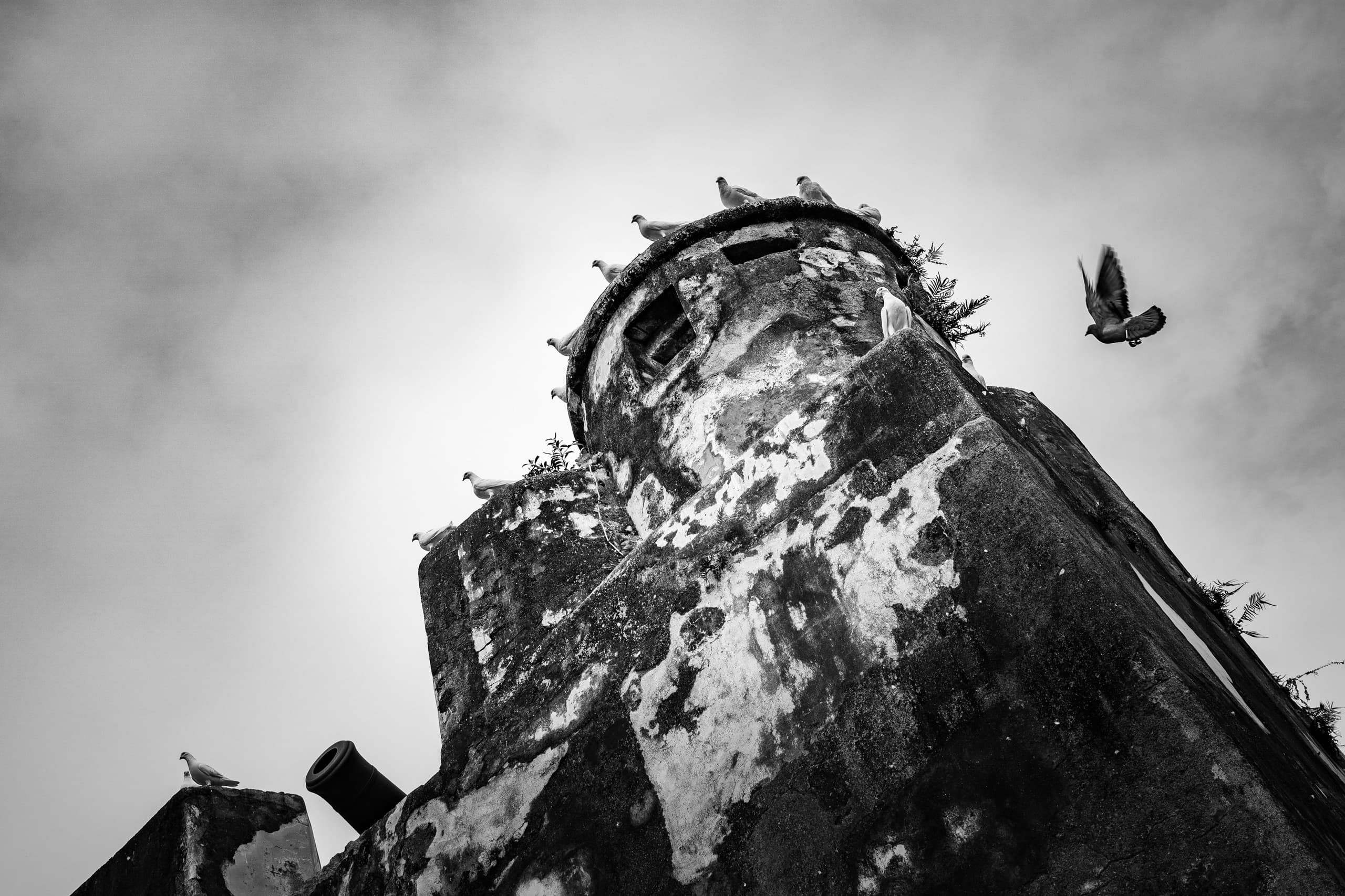 Birds sitting on an old fort