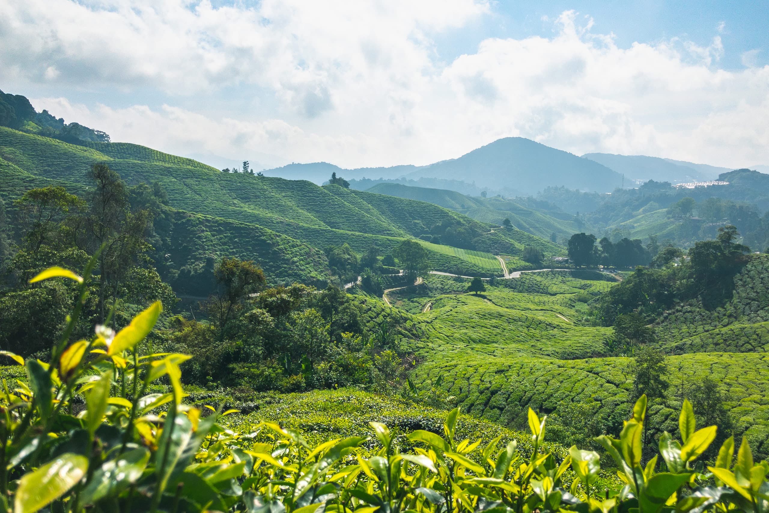 Tea plantation