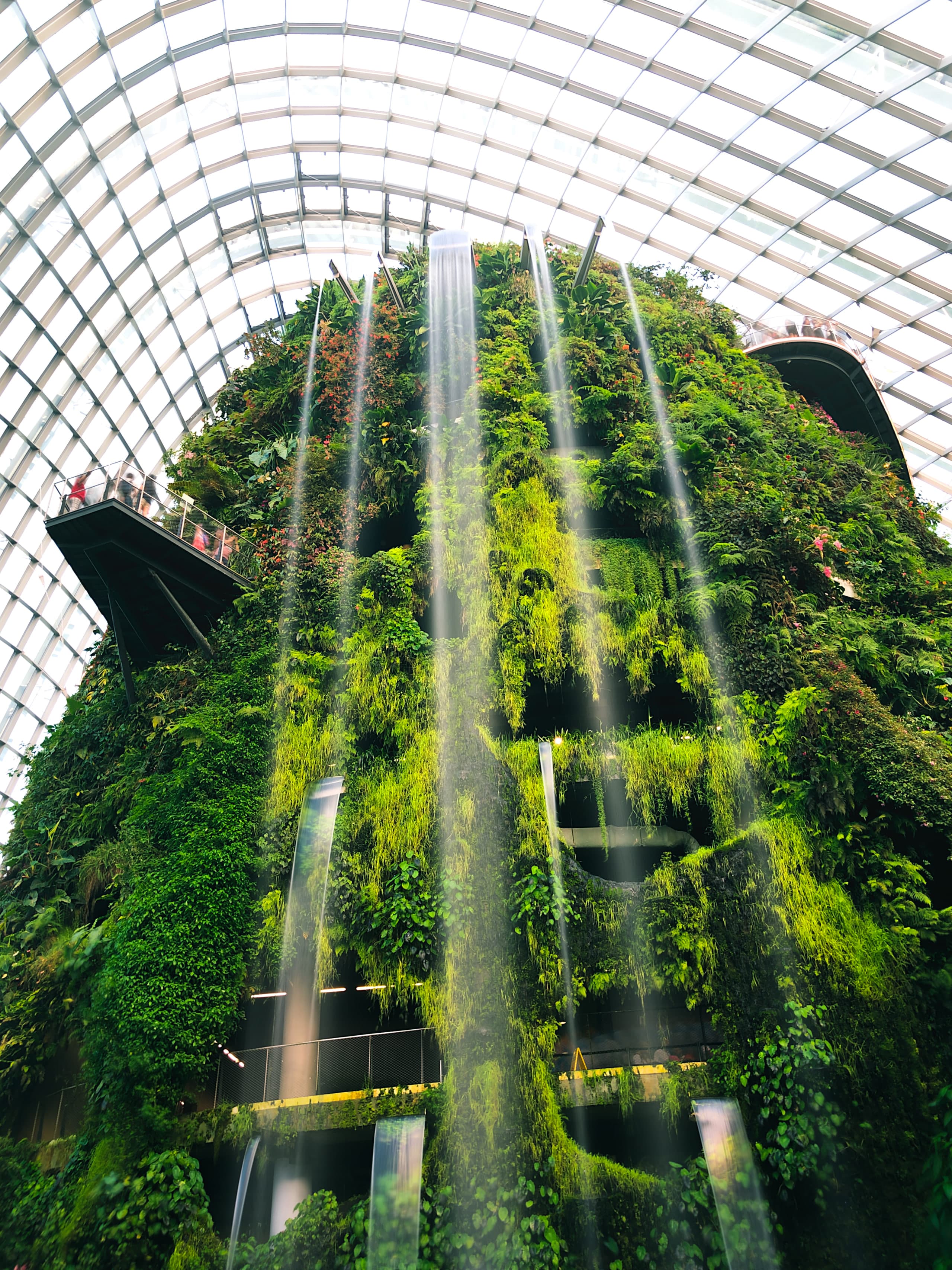 Waterfall in Cloud Forest