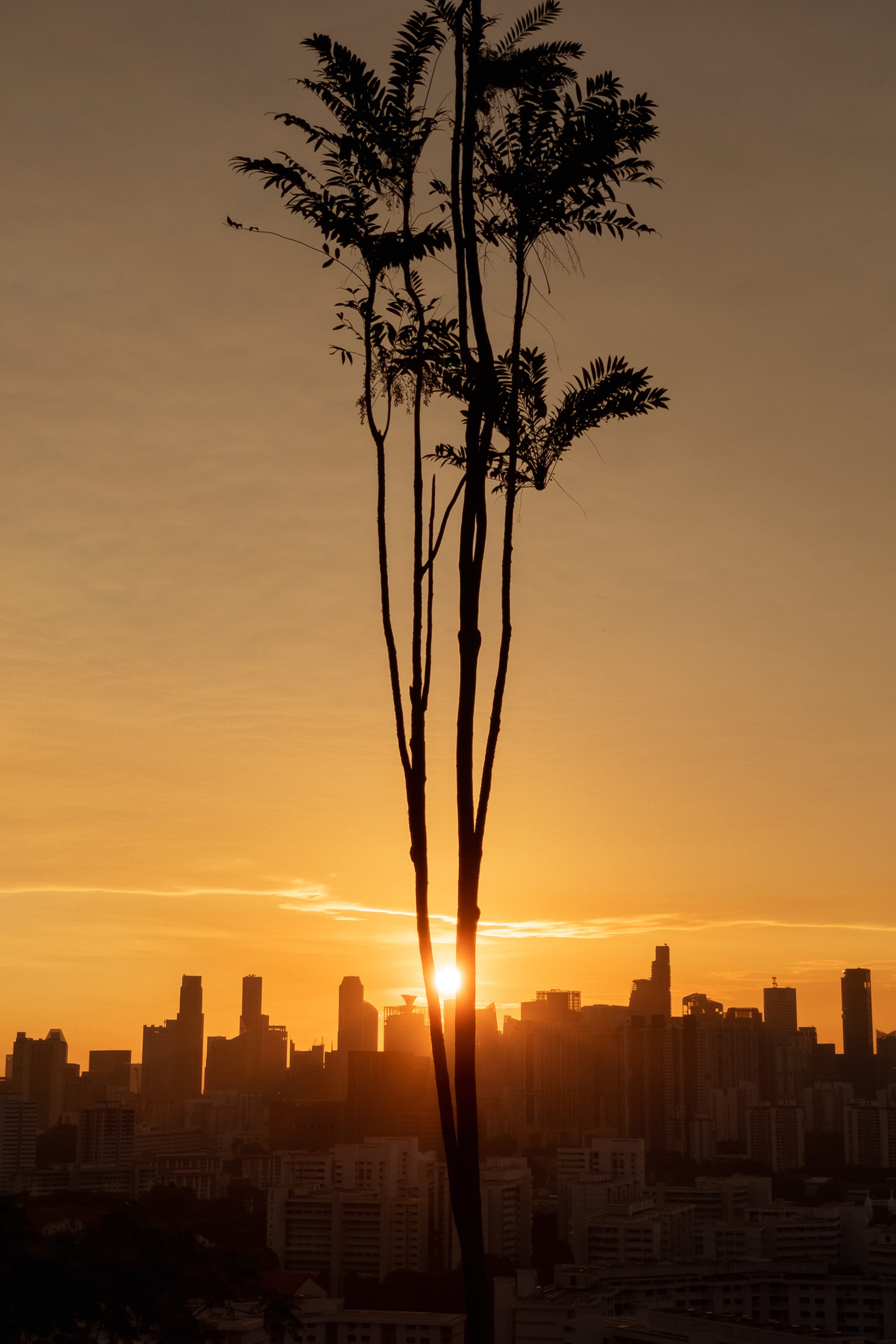 Singapore sunrise with tree in foreground