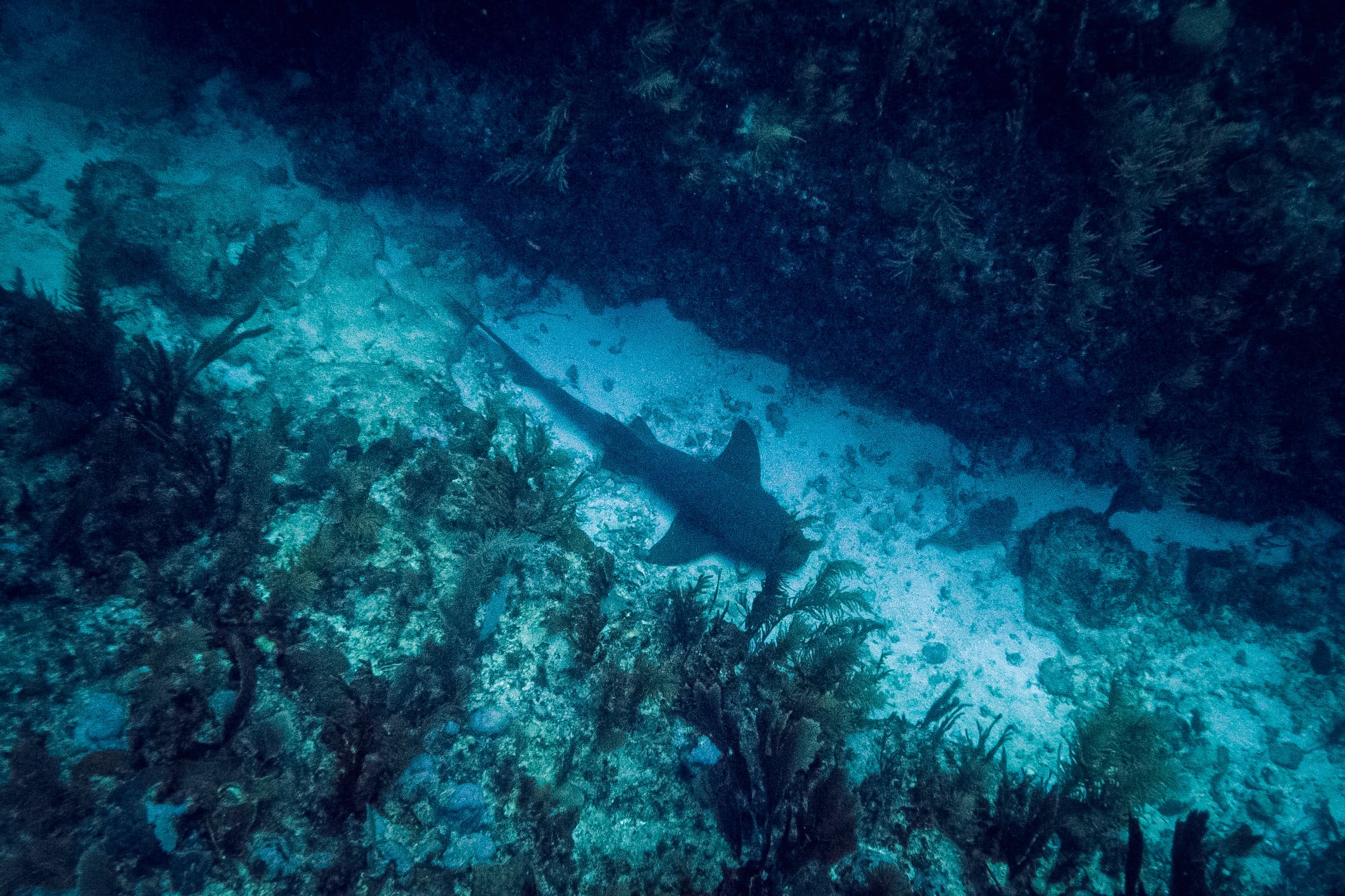 A nurse shark sleeping at the sea floor