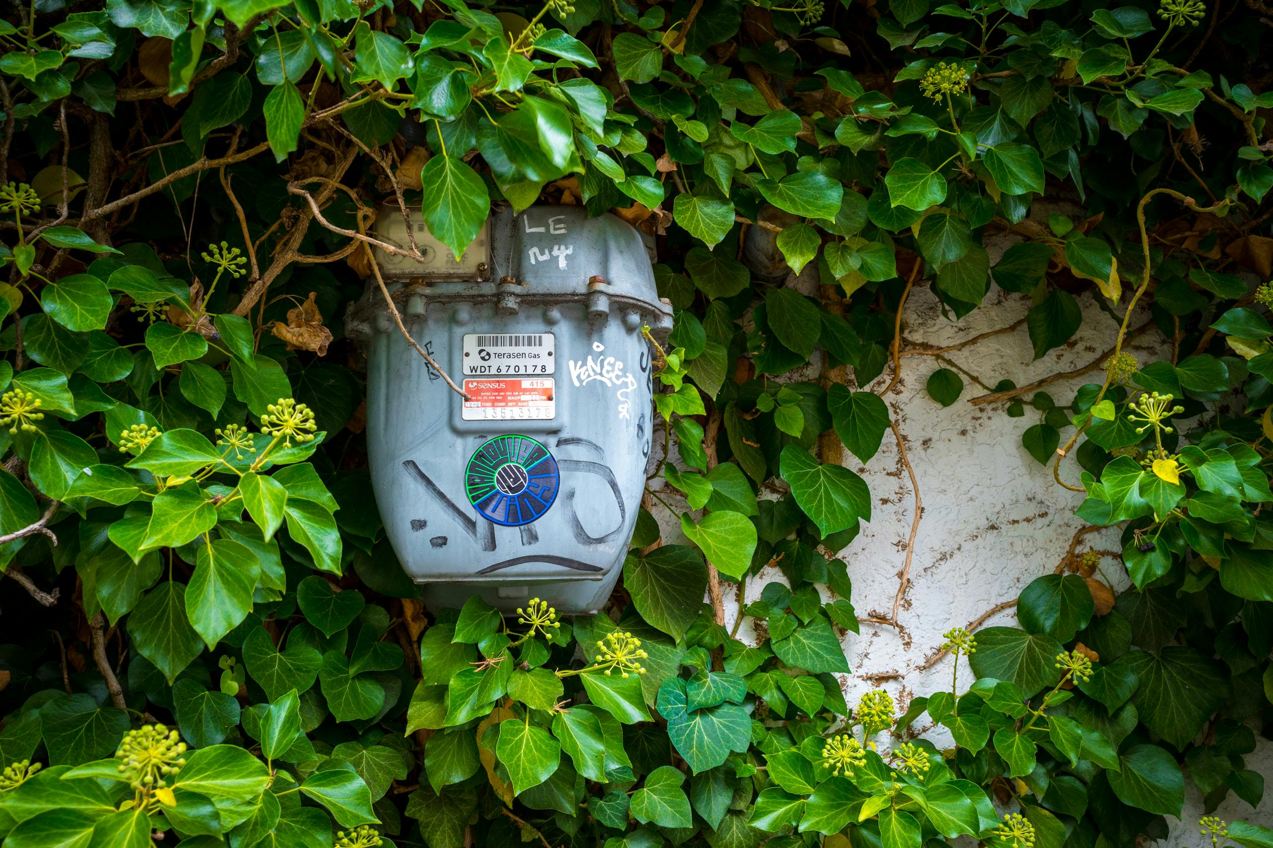 Electricity meter surrounded by foliages